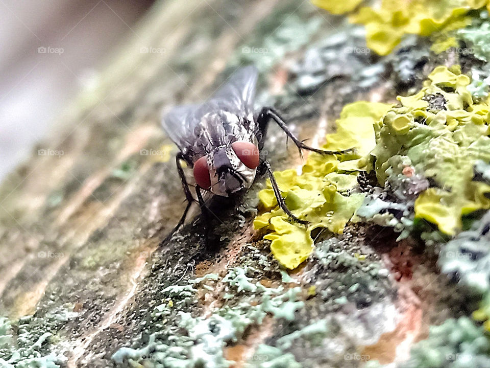 ordinary fly with big brown eyes sits on a tree bark