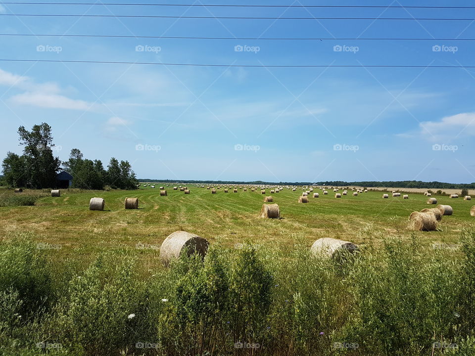 bruce peninsula open fields