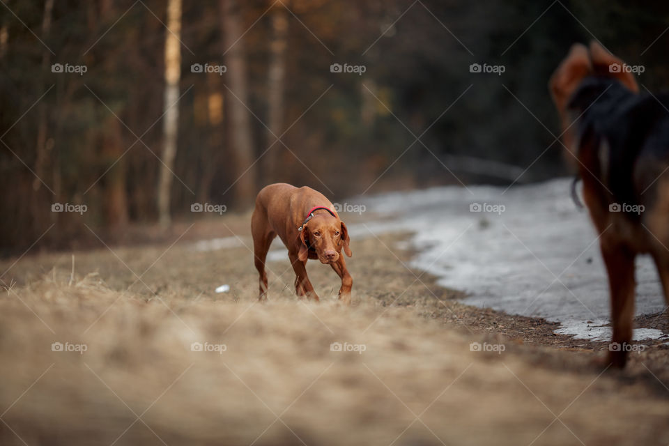 Hungarian vizsla playing outdoor at spring evening 