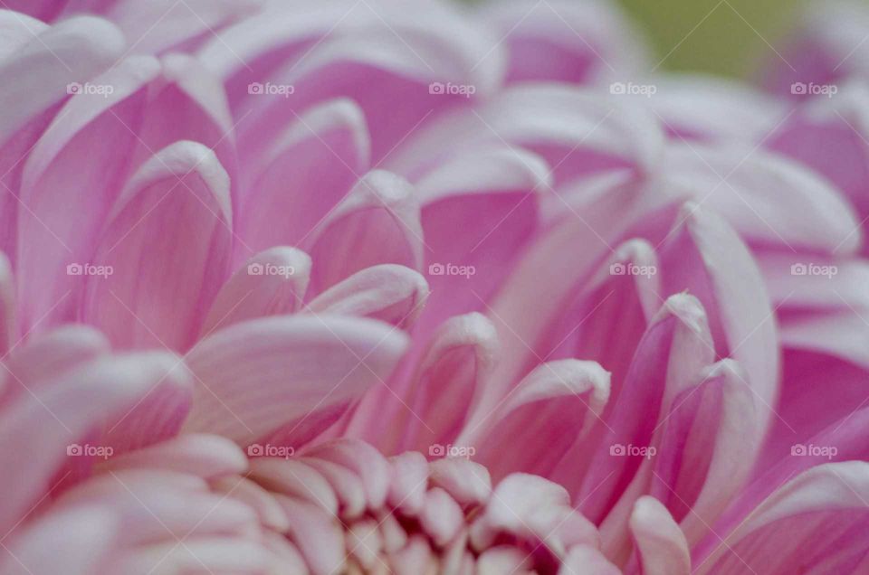 Close-up of pink flower petals