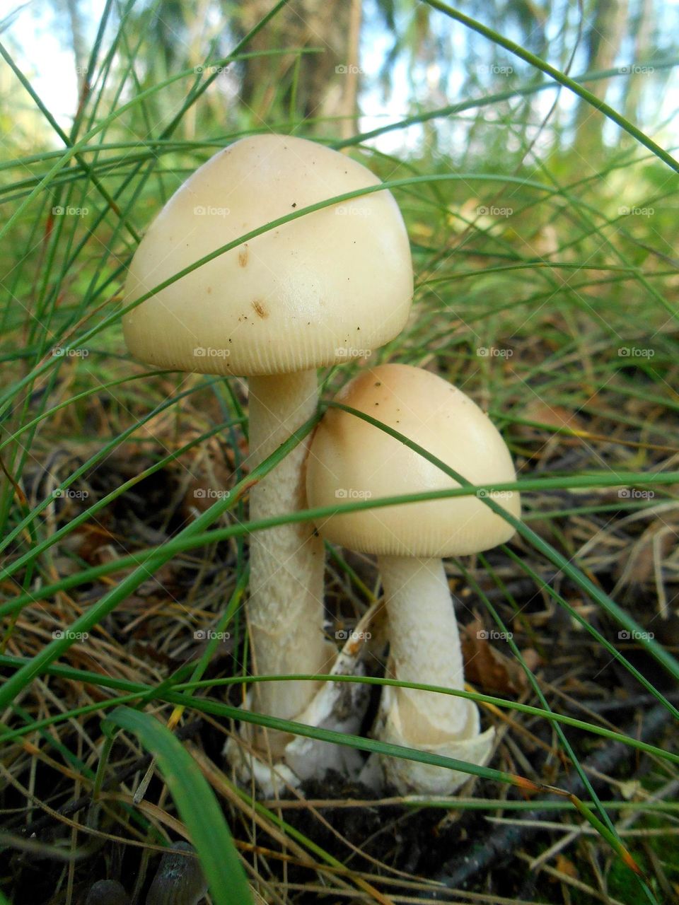 magic mushrooms beautiful texture growing in the grass