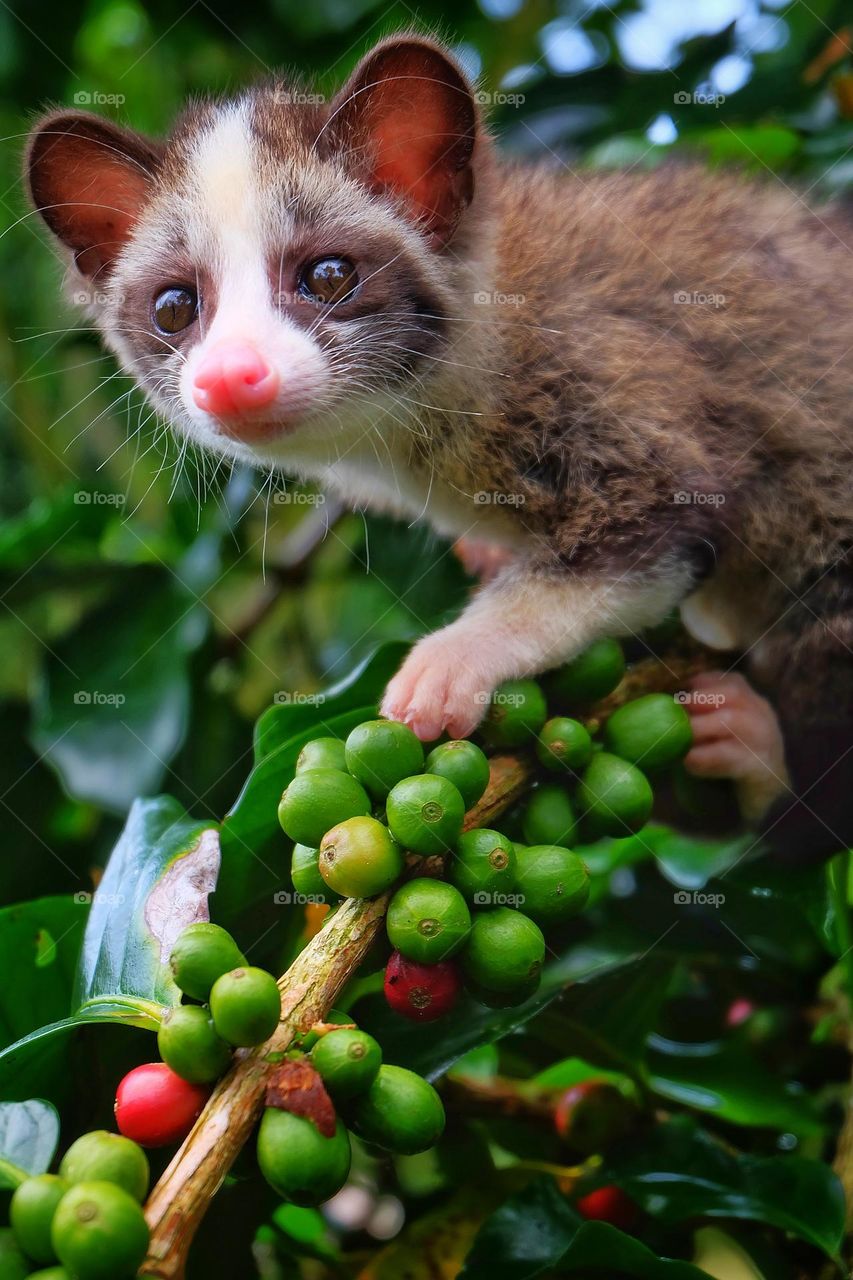 mongoose and coffee beans