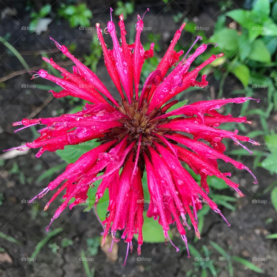 Red beebalm flower blooming 