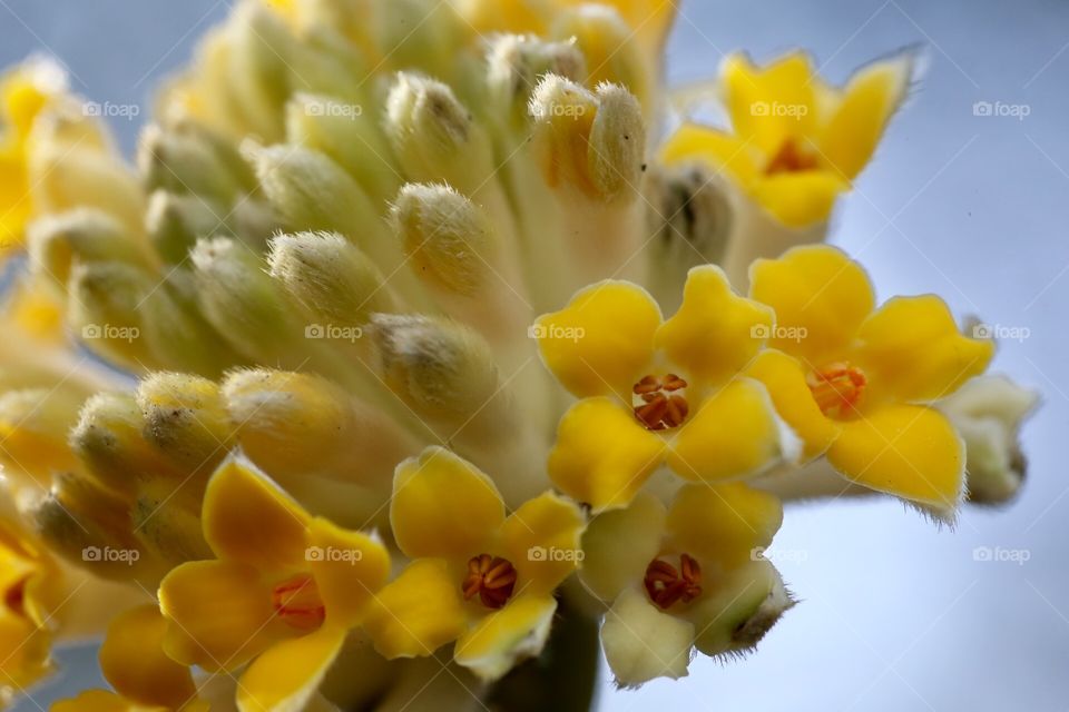 Yellow blooms 