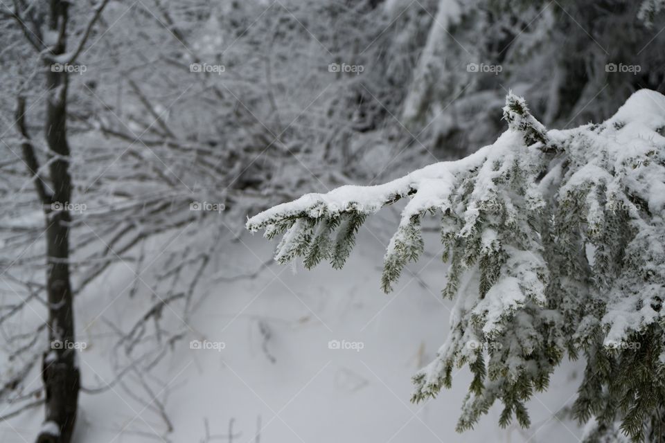 Trees covered by snow during winter. Slovakia