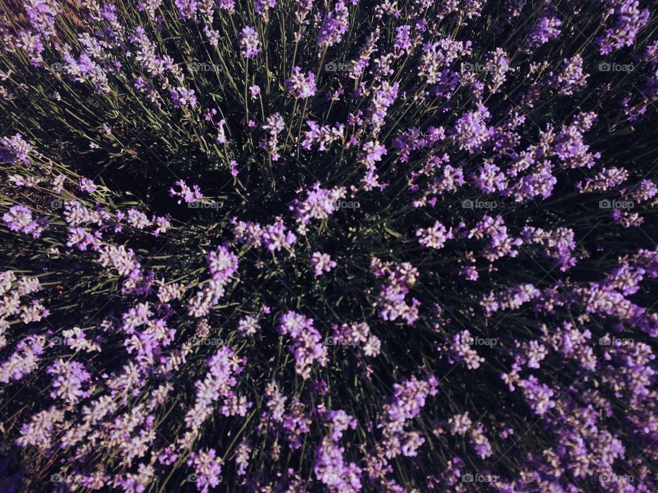High angle view of lavender flowers