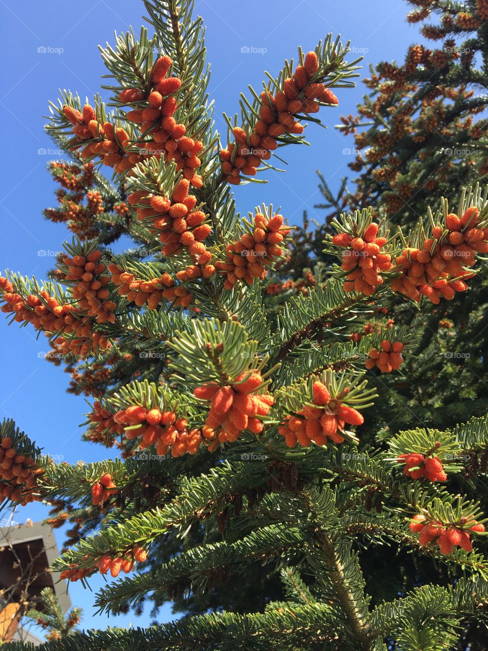 Coniferous in the sun