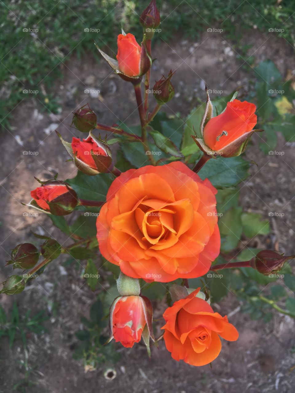 🌺Fim de #cooper!
Suado, cansado e feliz, curtindo a beleza das mini #rosas laranjas.
🏁
#corrida
#running
#flowers
#CorujãoDaMadrugada
#alvorada
#flor
#flores