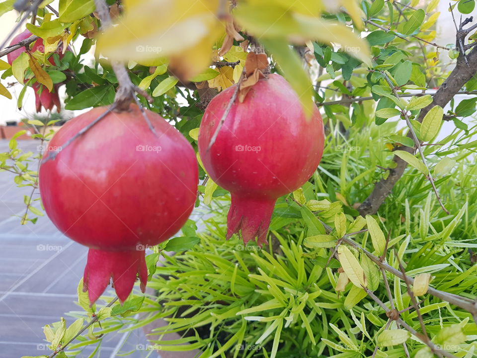 pomegranate fruit on a tree home grown from seed