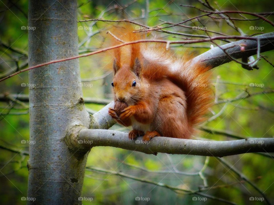 Squirrel