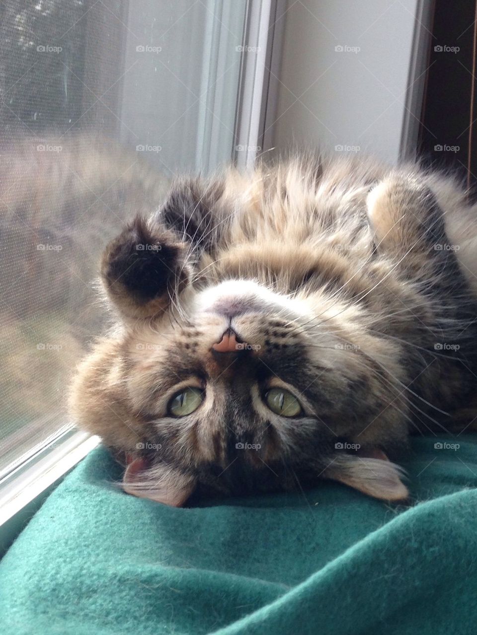 Kitty laying down by window