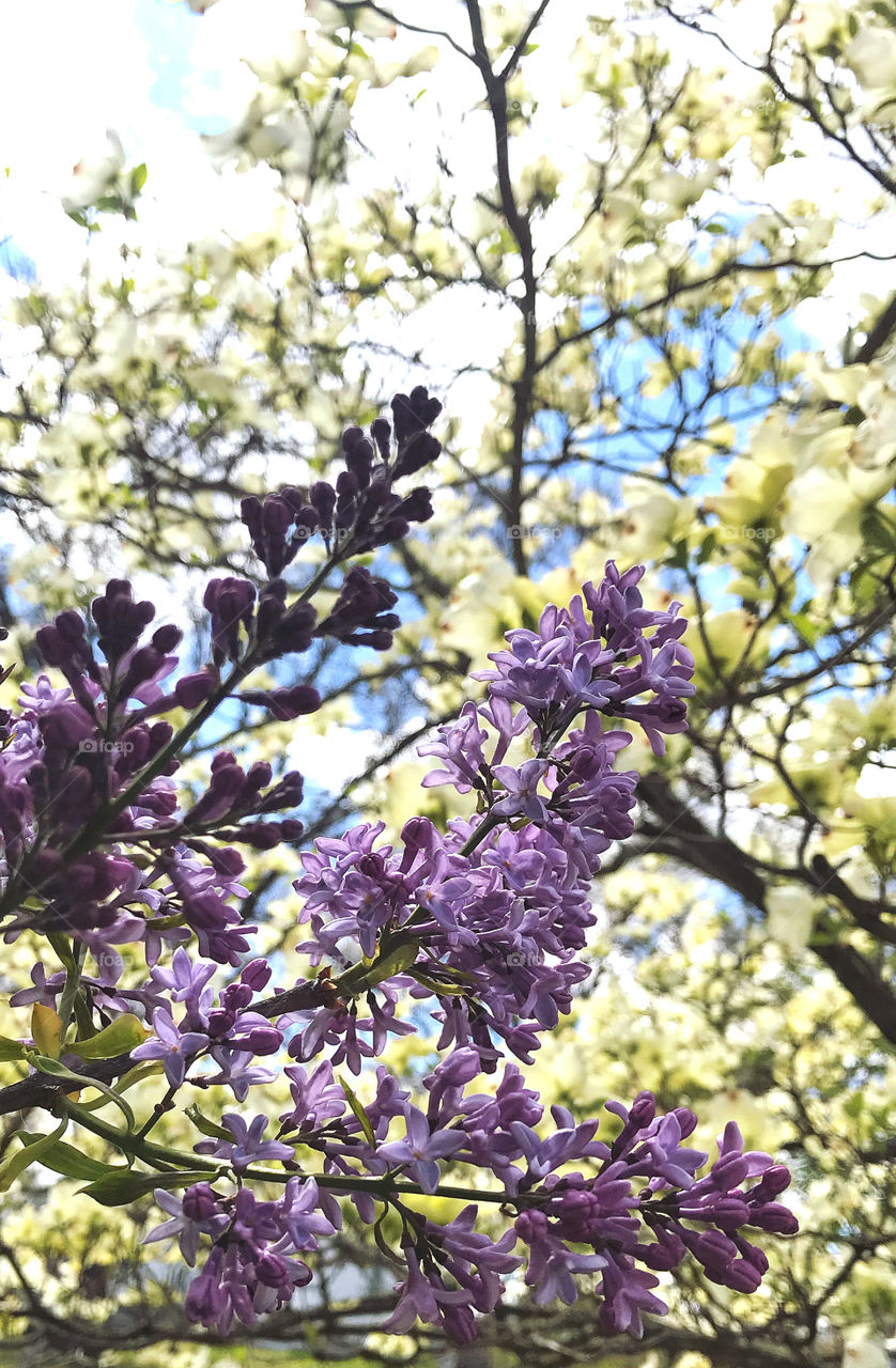 Purple lilacs and white dogwood flowers 