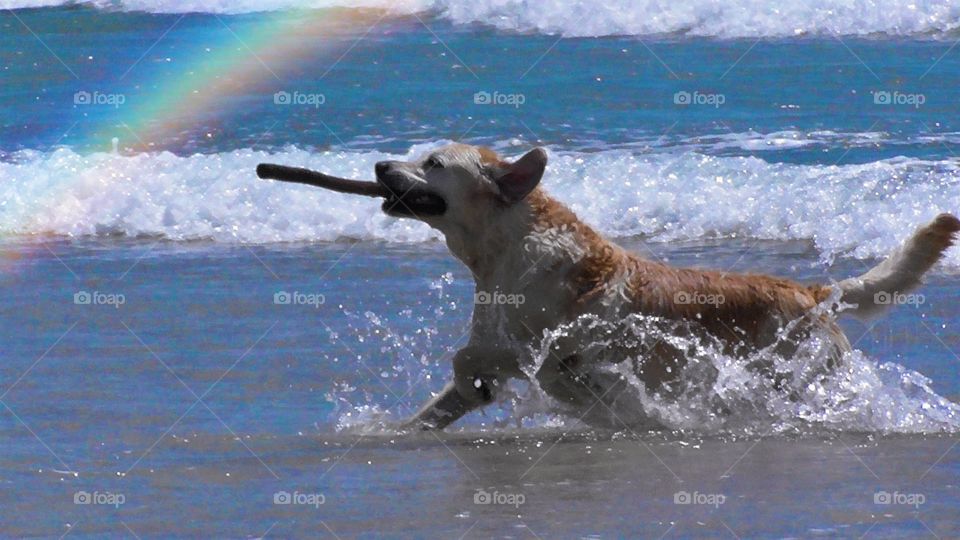 Dog splashing as it runs out of the ocean with a large stick in it’s mouth while playing fetch.
