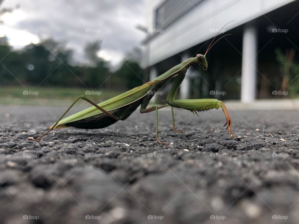 Insect on the ground