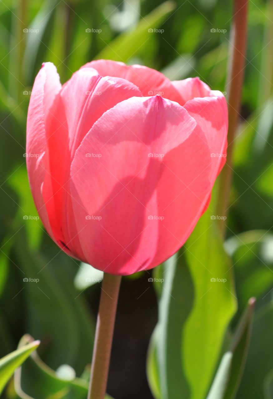 Pink Tulip