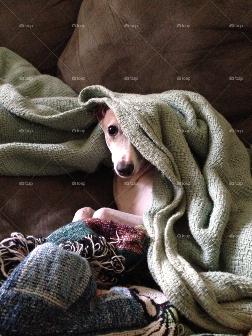 dog sheets blankets covers by dezinewiz
