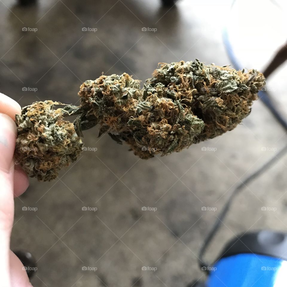 Bud