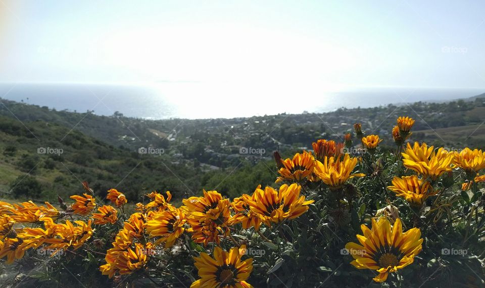 Wildflowers hiking above Laguna Beach, California
