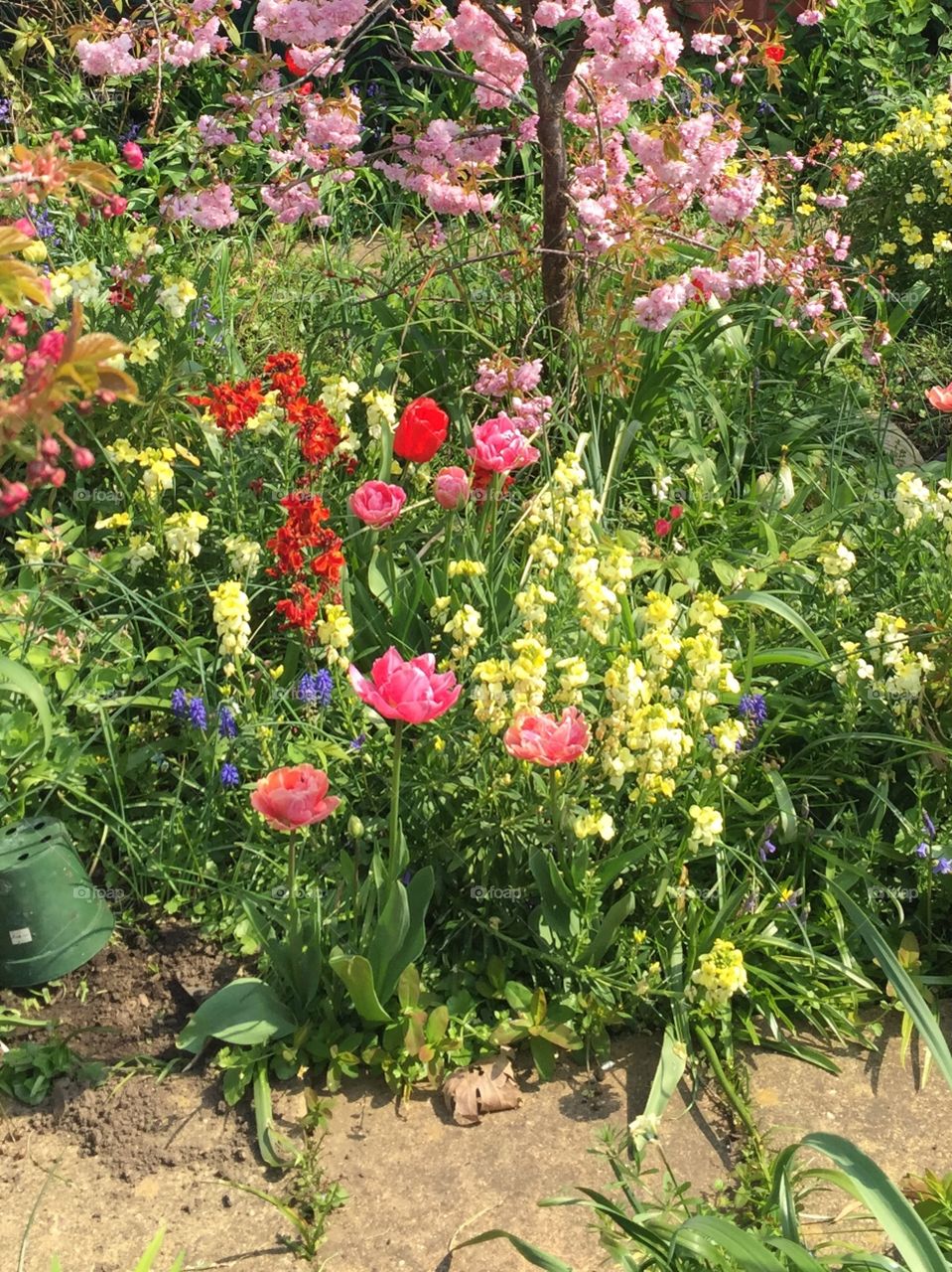 English pretty garden cottage