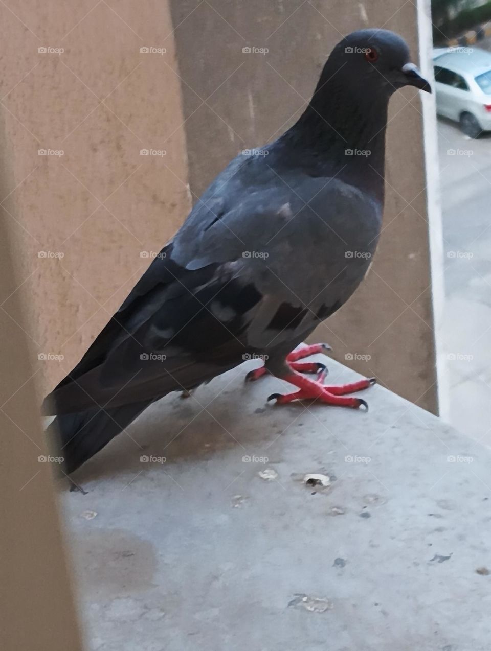 pigeon
