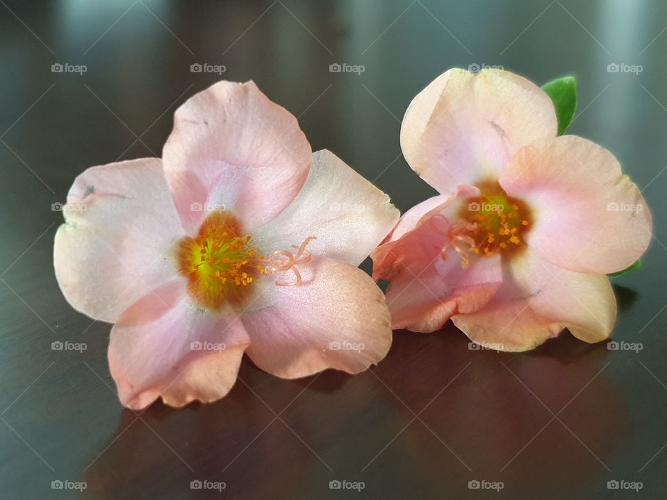 my beautiful Portulaca grandiflora