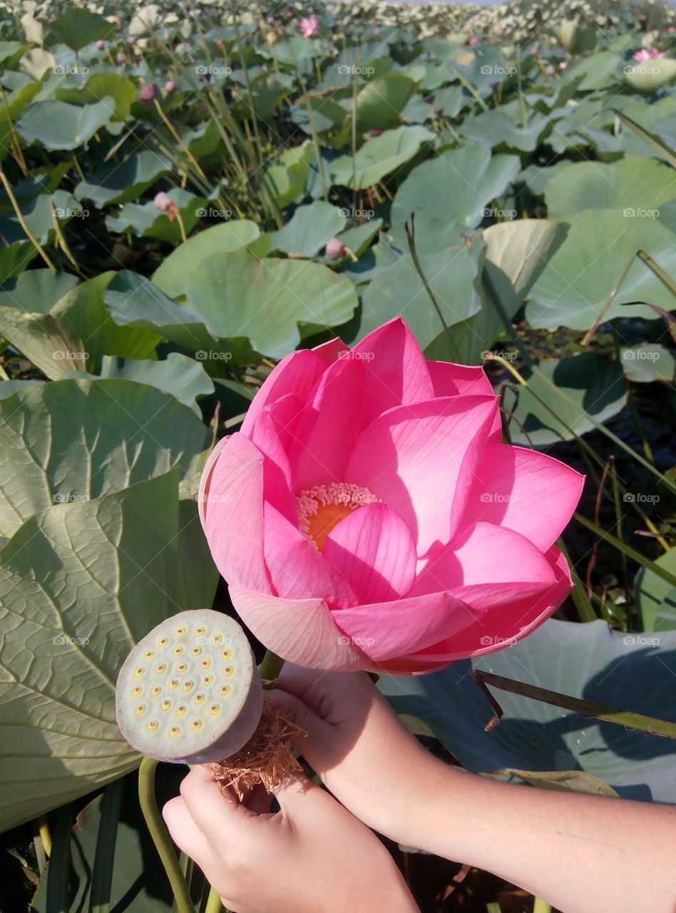 лотос.розовые.цветы.природа.флора.