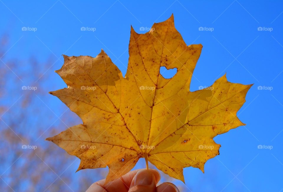 yellow 💛 leaf in hand