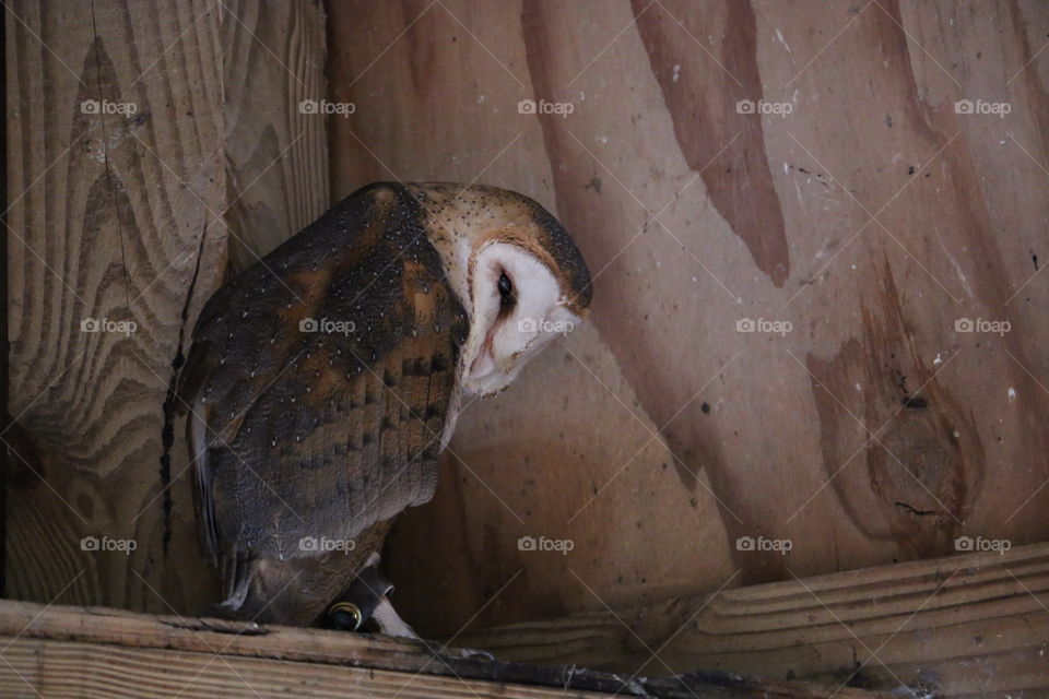 Barn Owl