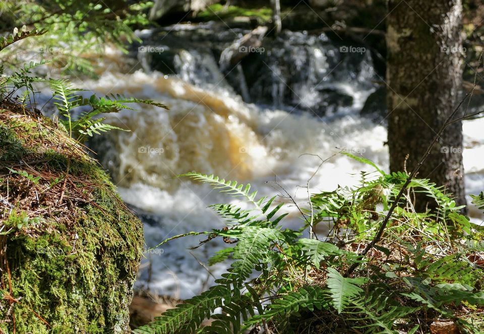 “April Showers and Waterfalls”. Spring rains bring lush, green new growth and rivers swell into falls.