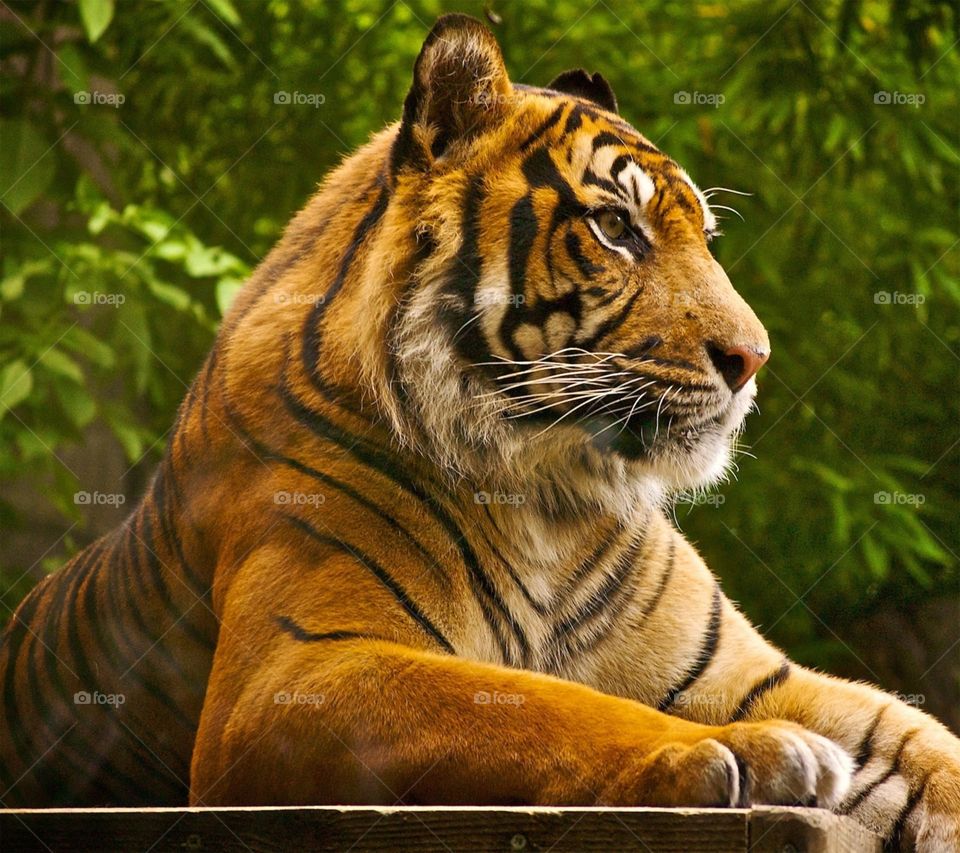 Tanta majestuosidad en una sola foto.
Hermoso tigre