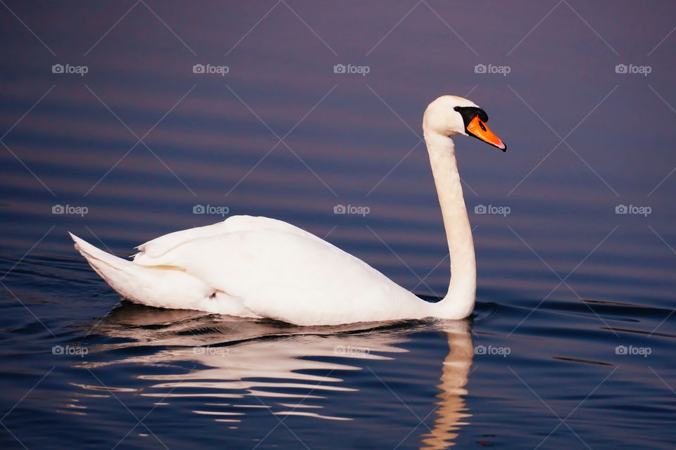 swan in the lake