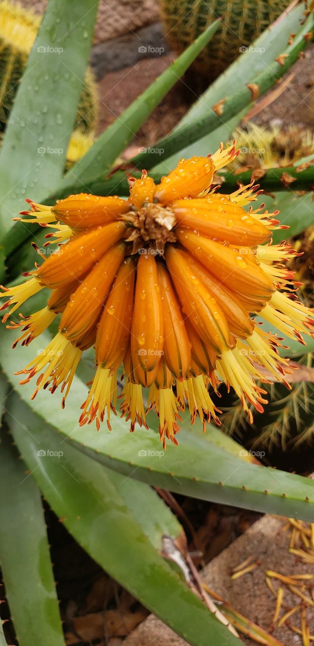 tip of a flowering cactus