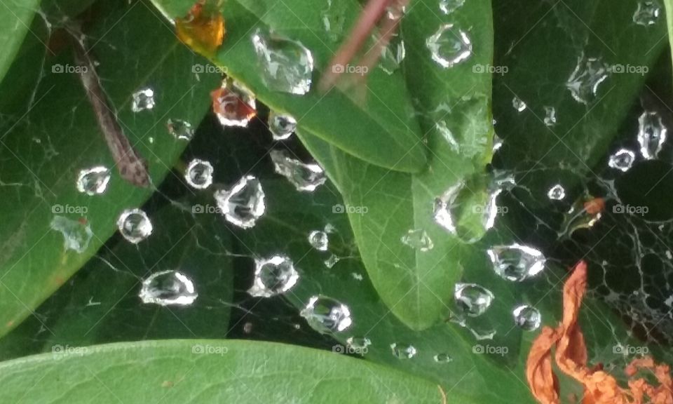 dew drops ina web
