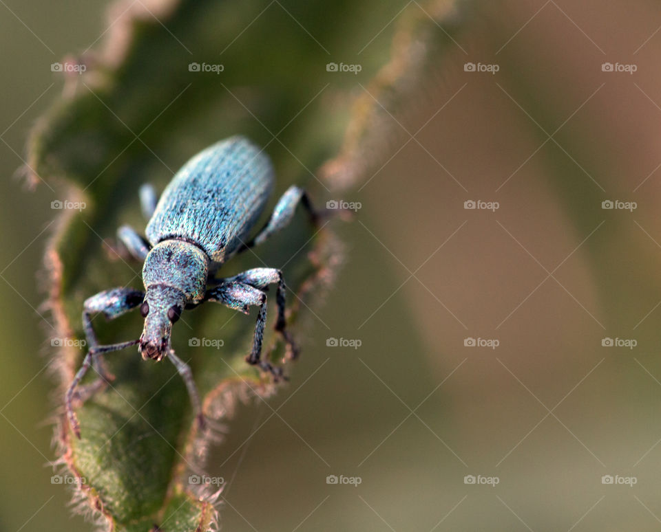 Close-up of a insect on leaf