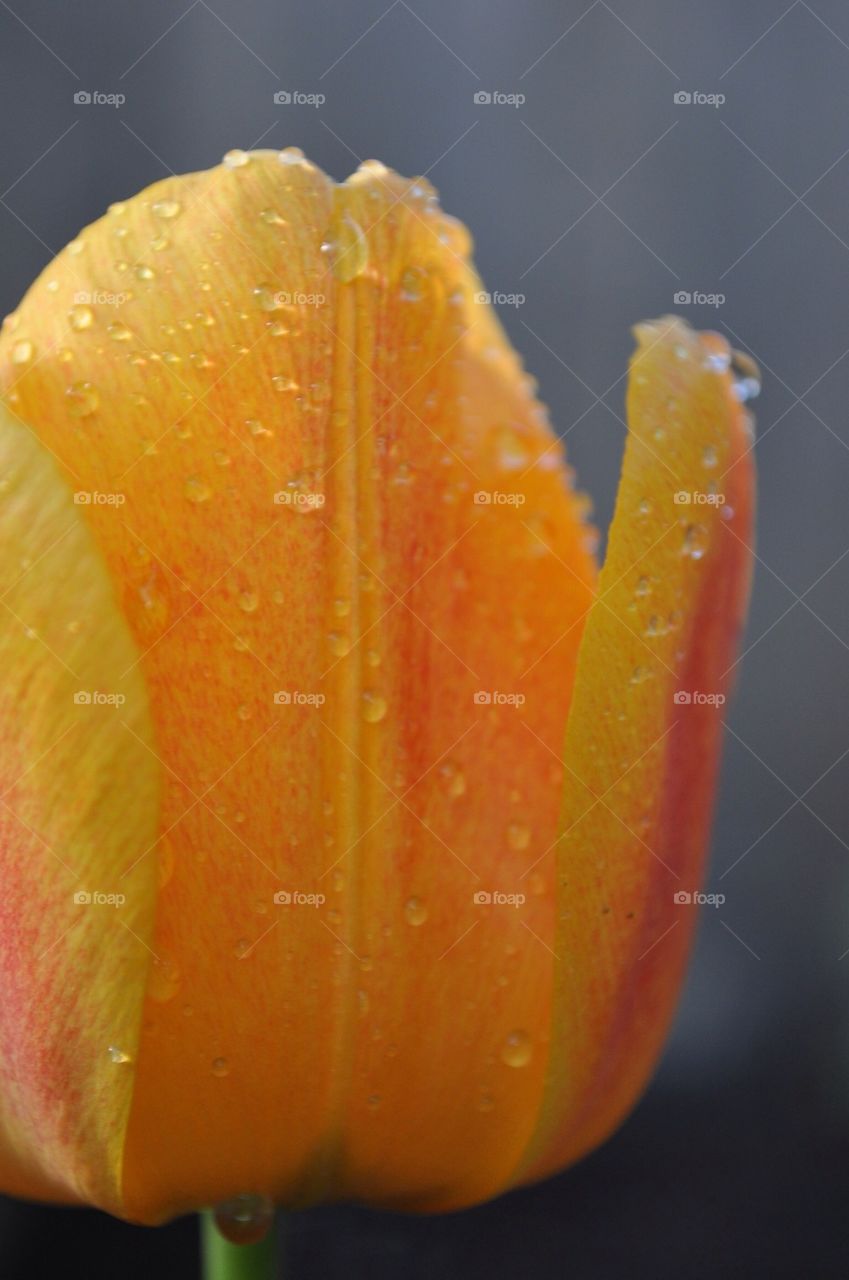 yellow flower macro orange by themalama