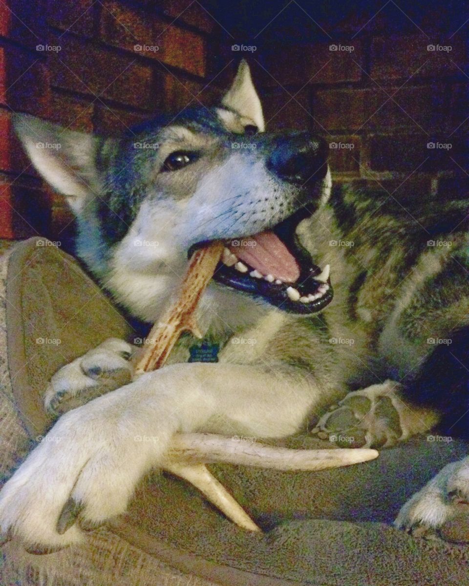 Happy Sterling chewing on an antler!!