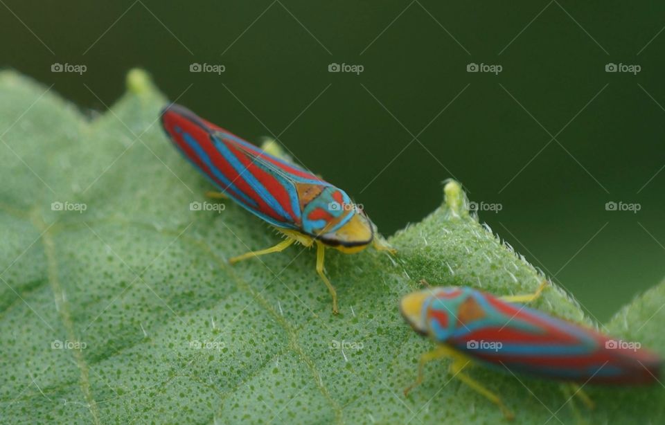 Leaf hoppers. Colorful bugs. Shot with a Sony NEX6 with a reverse mounted Nikkor 3mm prime lense to get macro photo