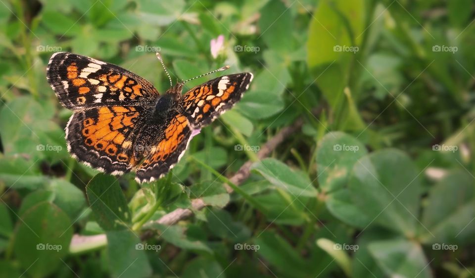 Butterfly in green clover