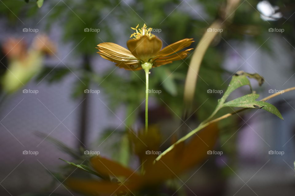 single flower