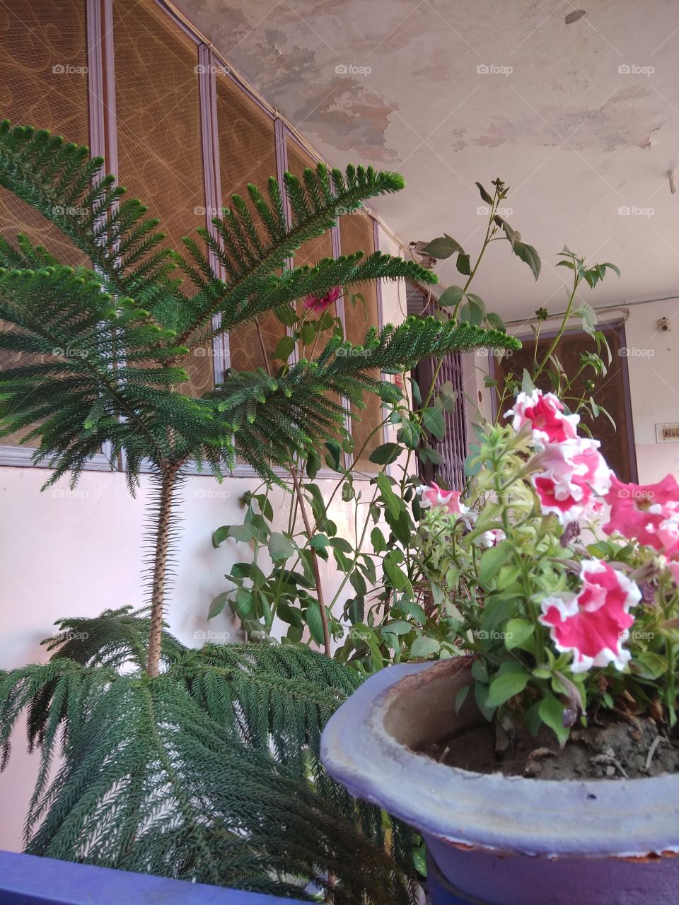 house plants in the pots