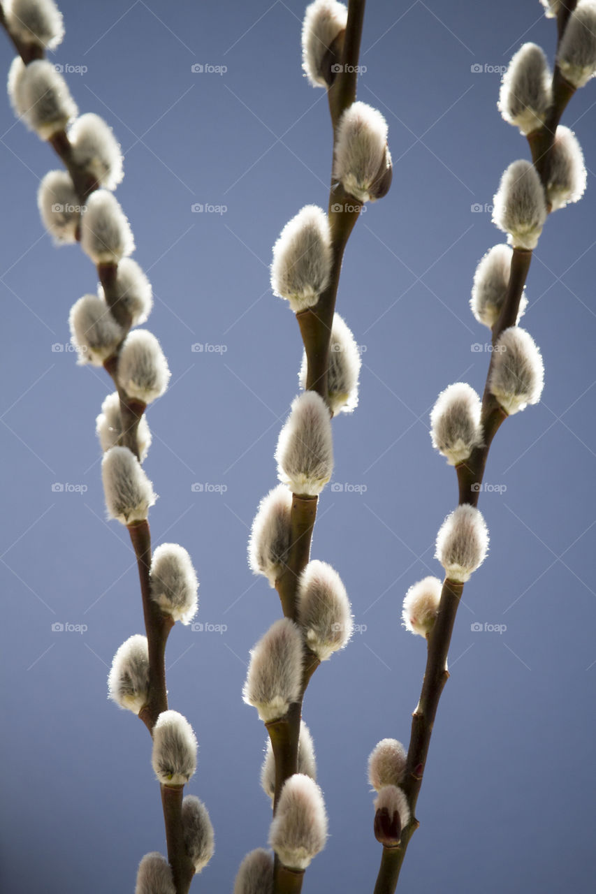 blossoming willow twigs . spring background