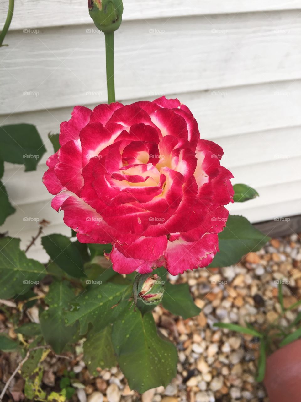 Rose
