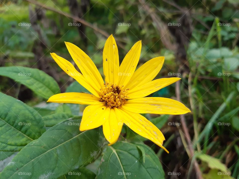 yellow flower