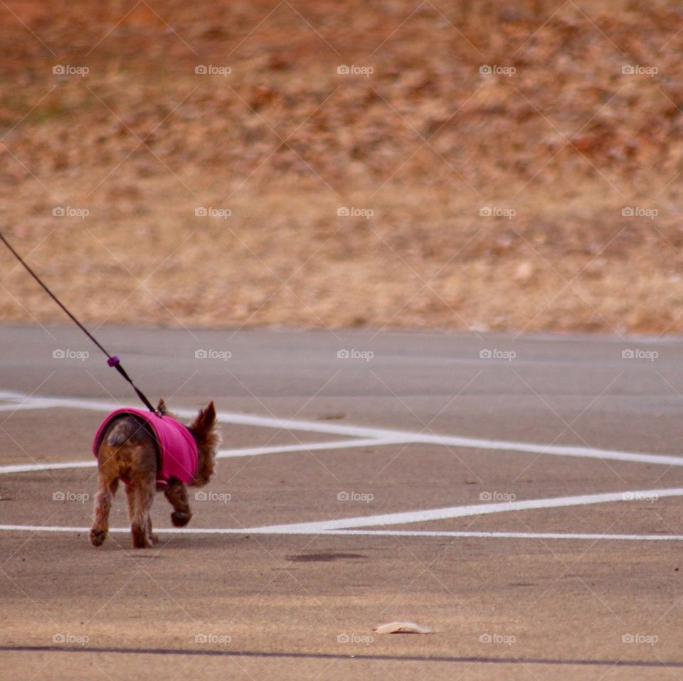 Dog Walking in Pink Sweater 