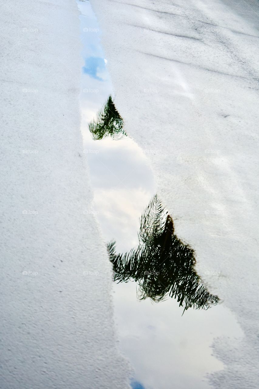 Narrowing palm tree reflection 