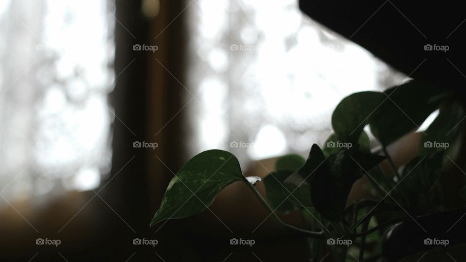 Backlit leaf shot