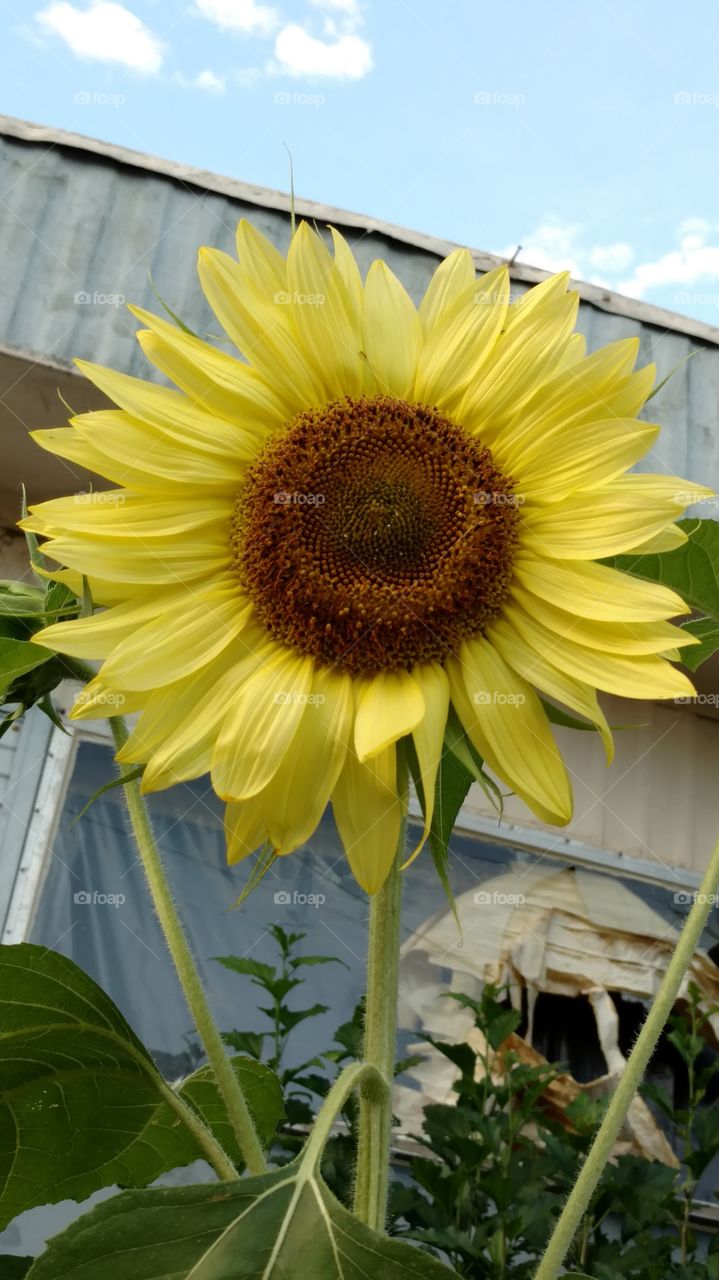 sunflower