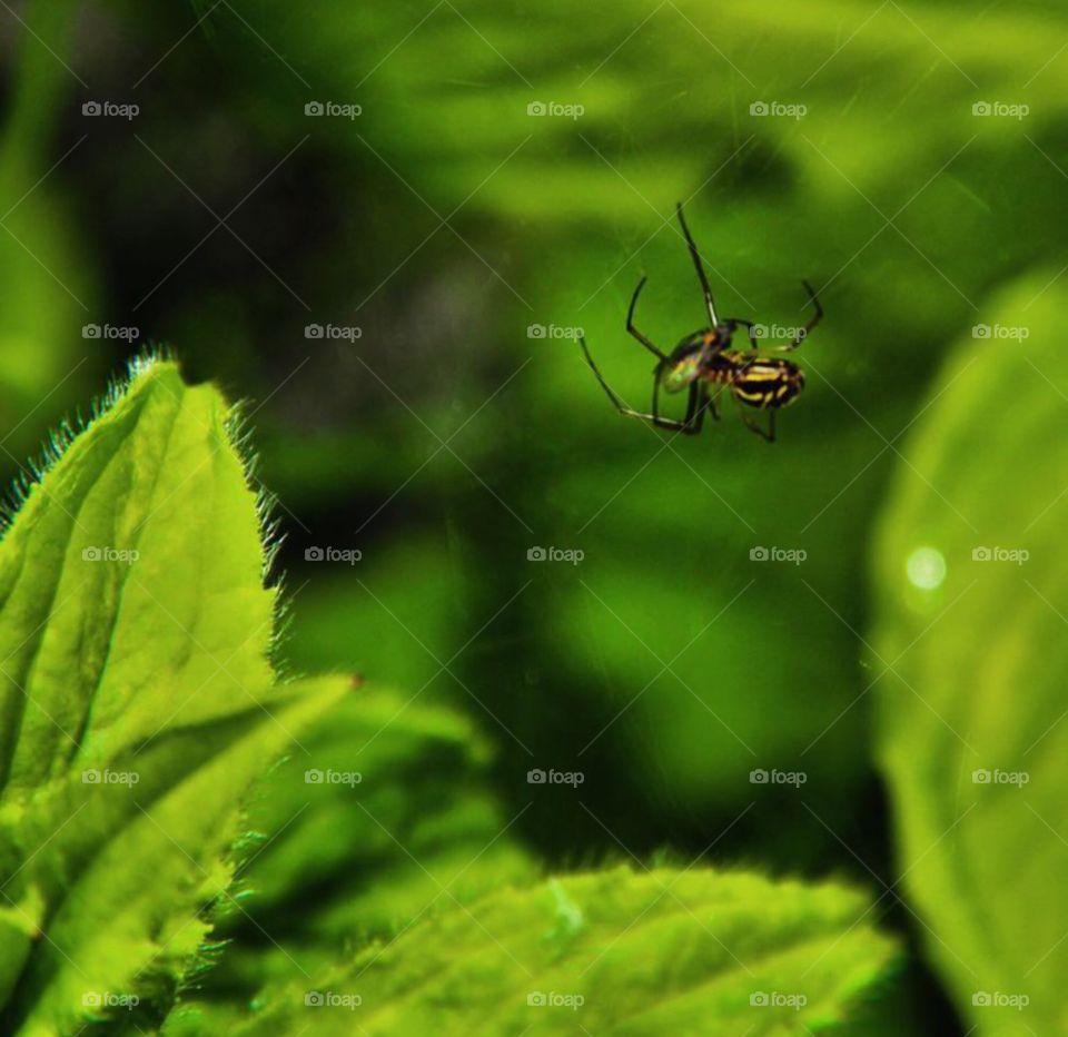 Spider making web