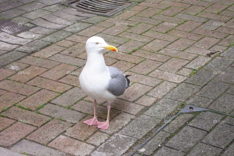 Seagull