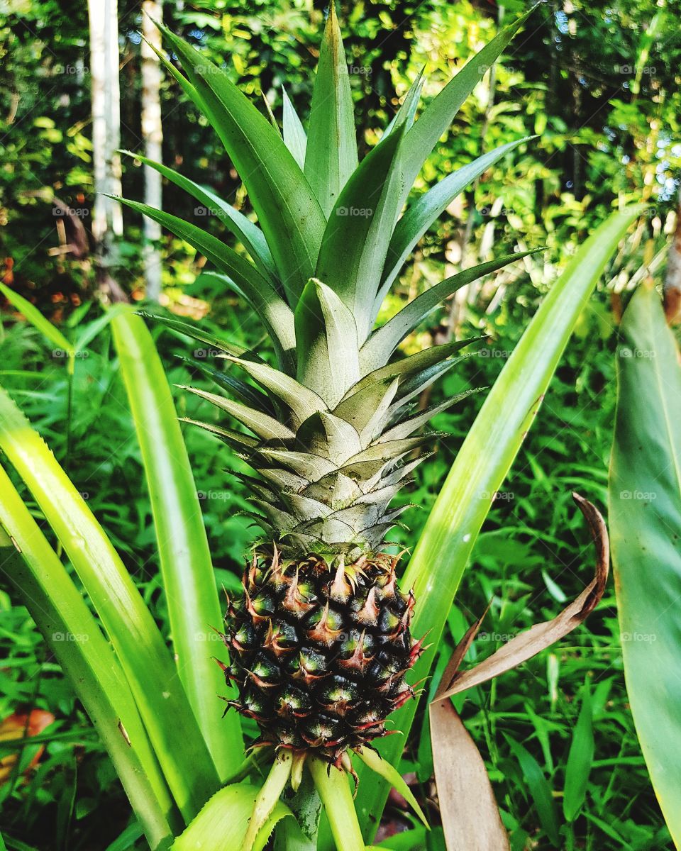 Fresh fruit pineapple in garden